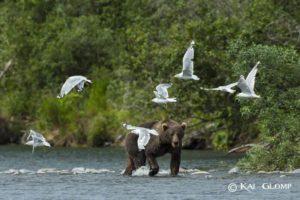 trails-trailsreisen-Urlaub-naturreise-gruppenreise-nordamerika-kanada-alaska-flyin-bärenbeobachtung-23