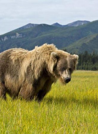 trails-trailsreisen-Urlaub-naturreise-gruppenreise-nordamerika-kanada-alaska-flyin-bärenbeobachtung-24