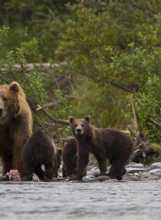 trails-trailsreisen-Urlaub-naturreise-gruppenreise-nordamerika-kanada-alaska-flyin-bärenbeobachtung-29