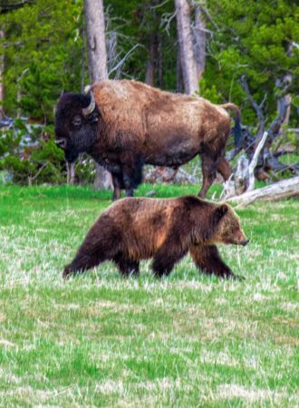 trails-trailsreisen-Urlaub-naturreise-gruppenreise-nordamerika-kanada-alaska-flyin-bärenbeobachtung-18