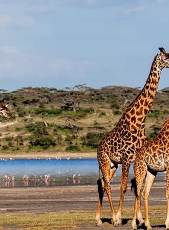 trails-trailsreise-Urlaub-naturreise-gruppenreise-afrika-tansania-safari-wanderreise-42