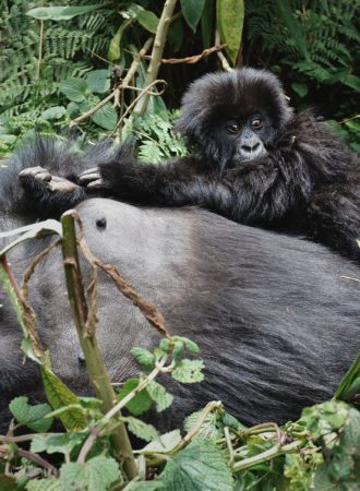 trails-trailsreise-Urlaub-naturreise-gruppenreise-afrika-uganda-gorillas-safari-wanderreise-1