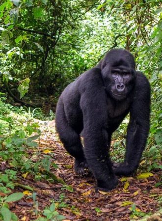 trails-trailsreise-Urlaub-naturreise-gruppenreise-afrika-uganda-gorillas-safari-wanderreise-29