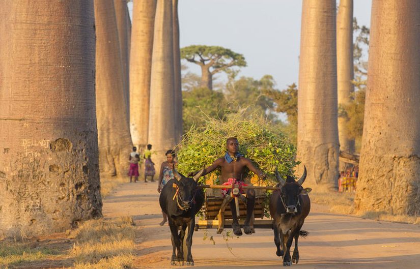 trails-trailsreisen-Urlaub-wanderreise-naturreise-gruppenreise-afrika-safari-madagaskar-24