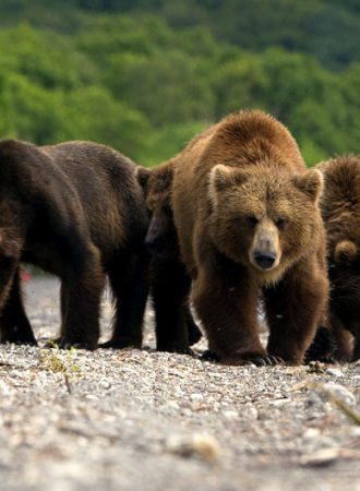 trails-trailsreisen-wanderreise-naturreise-gruppenreise-asien-russland-kamtschatka-bären-grizzlie-bärenboebachtung4