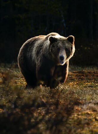 trails-trailsreisen-wanderreise-naturreise-gruppenreise-asien-russland-kamtschatka-bären-grizzlie-bärenboebachtung