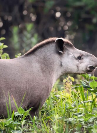 Nahaufnahme eines Südamerikanischen Tapirs, der durch das Gras läuft – Pantanal, Brasilien.
